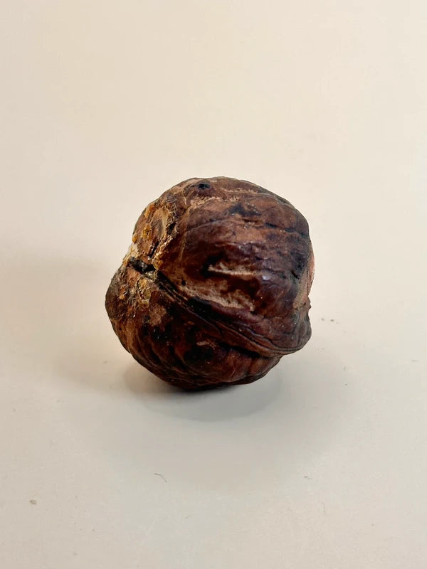 FT160 - Netsuke Daruma en forme de noyer sculpté