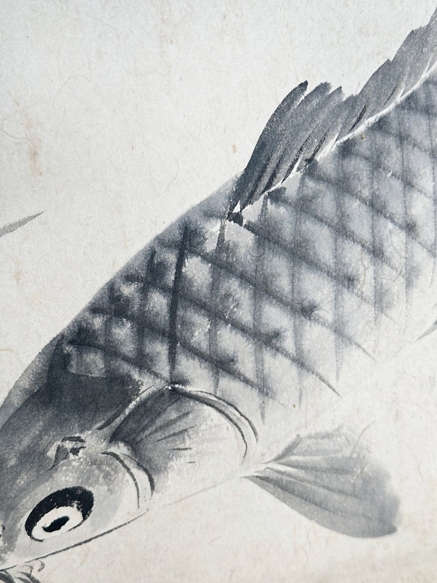 SHP258 - Shikishi Ink artwork of Koi Fish 鯉