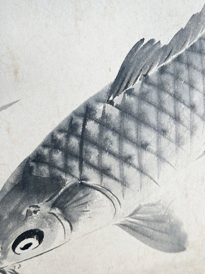 SHP258 - Shikishi Ink artwork of Koi Fish 鯉