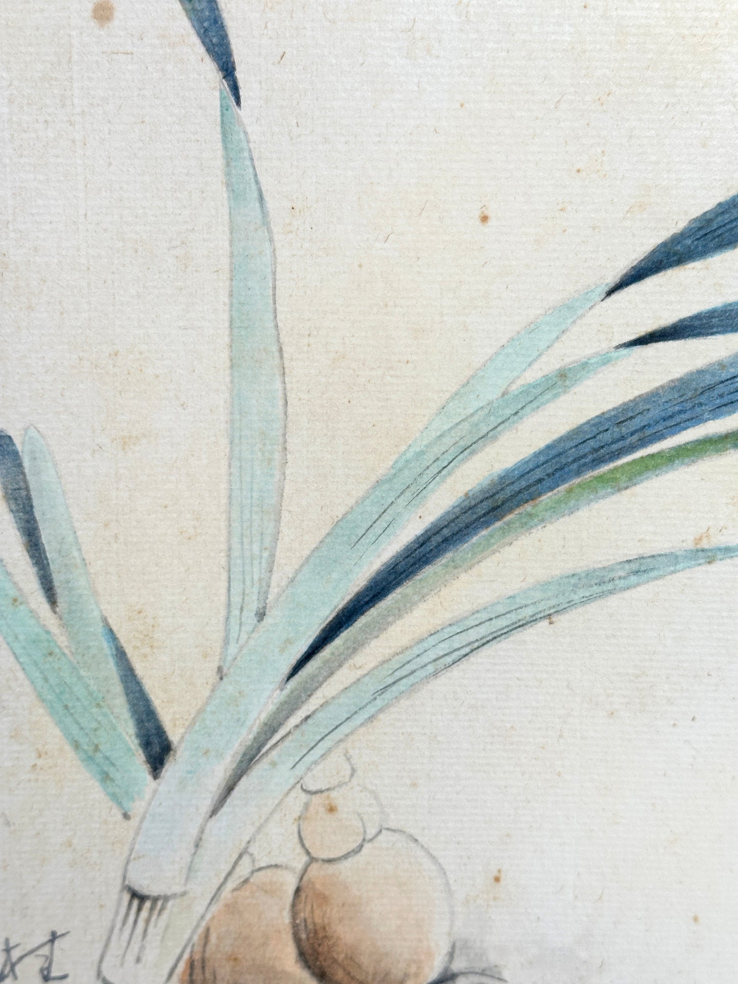 SHP193 - Hand Painting Shikishi Artwork Card 水仙